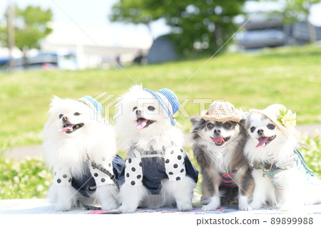 可愛的白色博美犬和吉娃娃戴著帽子 89899988