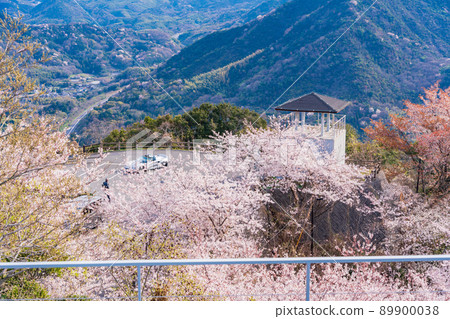 [瀨戶內島波海道]櫻花，Kirosan天文台公園/天文台 89900038