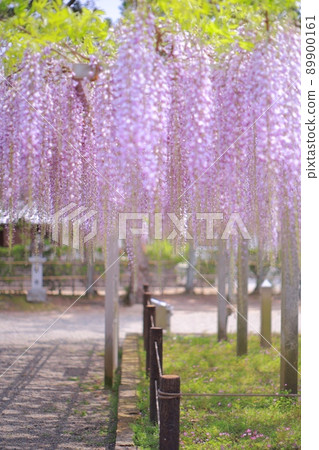 Wisteria trellis Wisteria trellis 89900161