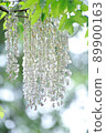 Wisteria 89900163