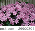 Hydrangea Village Hydrangea Dance Party Pink, Gamagori City, Aichi Prefecture 89900204