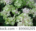 Hydrangea Village Hydrangea Noblesse, Gamagori City, Aichi Prefecture 89900205