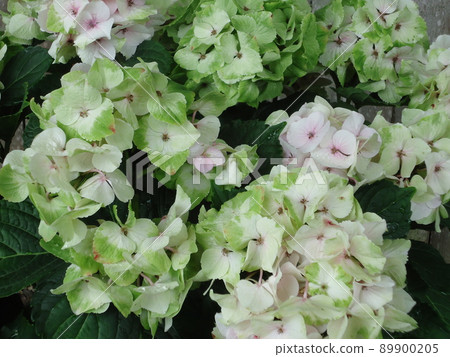 愛知縣蒲郡市繡球花村繡球貴族 愛知縣蒲郡市繡球花村繡球貴族 89900205