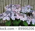 Hydrangea Village Hydrangea, Gamagori City, Aichi Prefecture 89900206