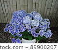 Hydrangea Village, Gamagori City, Aichi Prefecture Hydrangea Bavaria, 89900207