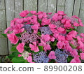 Hydrangea Village Hydrangea Hawaiian Orange, Gamagori City, Aichi Prefecture 89900208