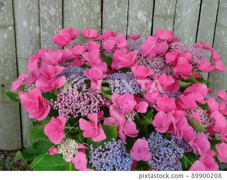 Hydrangea Village Hydrangea Hawaiian Orange, Gamagori City, Aichi Prefecture 89900208