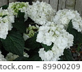 Hydrangea Village Hydrangea Poge Bouquet Grace, Gamagori City, Aichi Prefecture 89900209