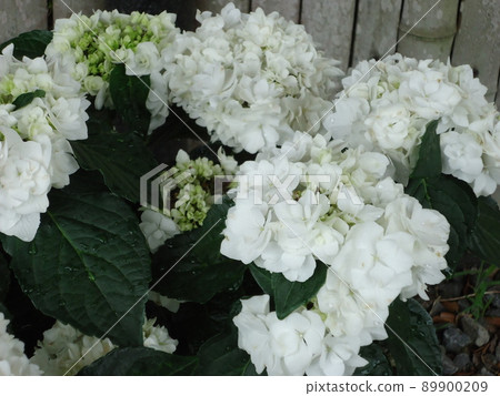 Hydrangea Village Hydrangea Poge Bouquet Grace, Gamagori City, Aichi Prefecture 89900209