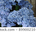 Hydrangea Village Hydrangea Mike Jack, Gamagori City, Aichi Prefecture 89900210