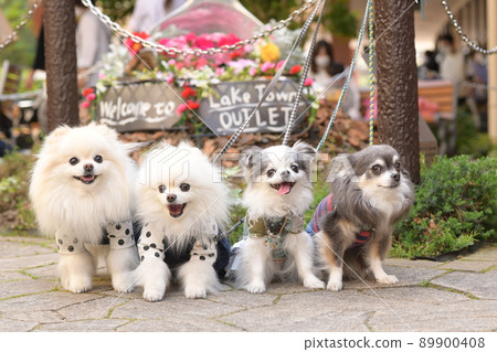 4 cute dogs 4 cute dogs 89900408
