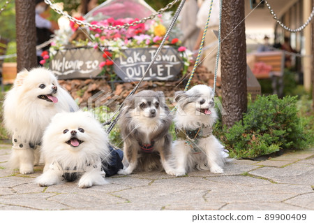 Cute white pomeranian and chihuahua 89900409