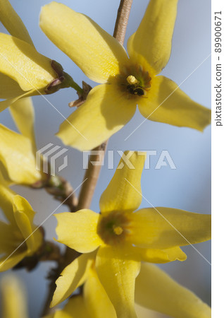 Forsythia flowers in spring, close up 89900671