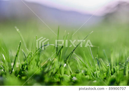 Spring nature with young green grass in close-up 89900707