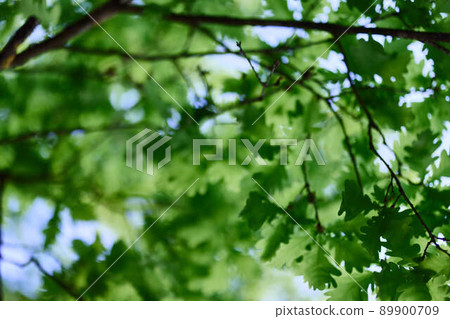 The spring nature of the big tree in the oak forest, young green leaves on the branches 89900709