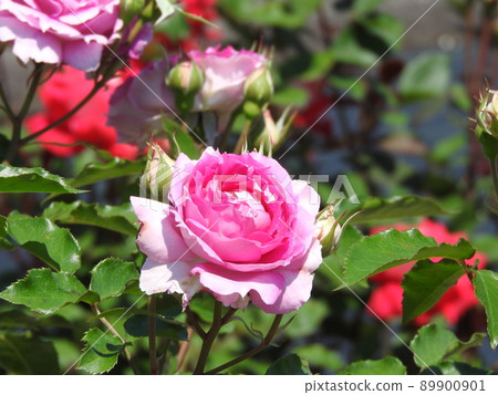 玫瑰花:Sheerazad 玫瑰花:Sheerazad 89900901