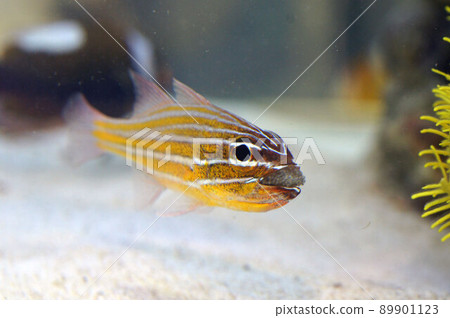 金線一糍的育雛④（換水） 89901123