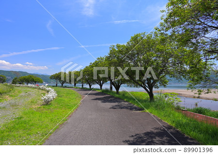 赤須崎公園的樹景 赤須崎公園的樹景 89901396