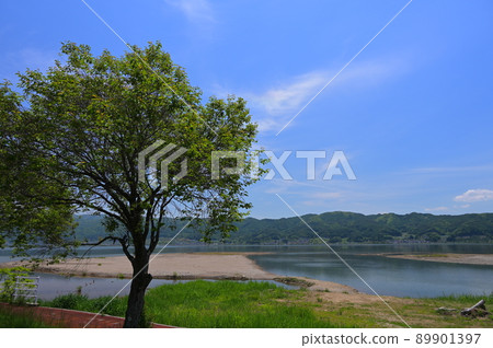 Trees on the shores of Lake Suwa 89901397