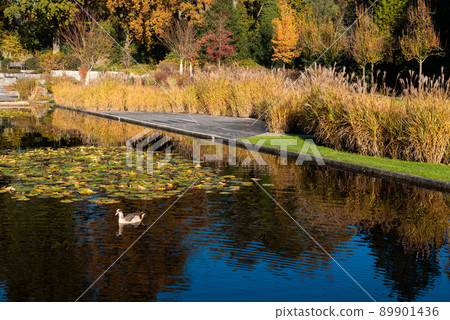 Reflections plants and reeds with autumn colors in the pond of a city park Reflections plants and reeds with autumn colors in the pond of a city park 89901436