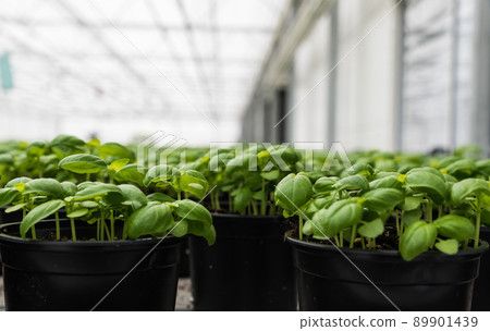 Basilicum seeds growing in pots in a greenhouse 89901439