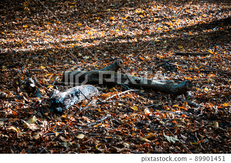 View over fallen tree branches on a layer of colorful autumn leaves 89901451