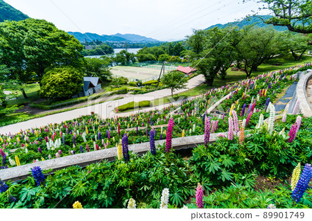 Lake Tsukui Lupine α6100 in full bloom in many colors Lake Tsukui Lupine α6100 in full bloom in many colors 89901749