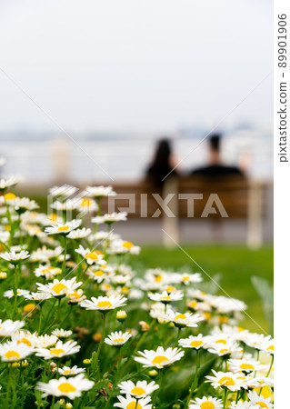 Flowerbed in full bloom (spring image) 89901906