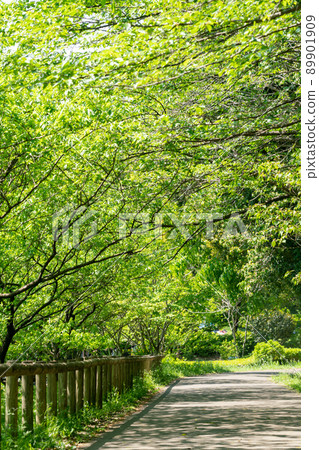 Fresh green promenade 89901909