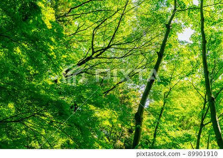 新的綠色形象 89901910