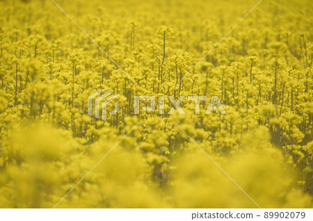 Rapeseed field Rapeseed field 89902079