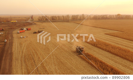 Agricultural machinery gathering ripe maize crop. Agricultural machinery gathering ripe maize crop. 89902806