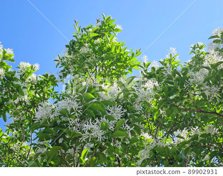 Flower of Hinatsubotago 89902931