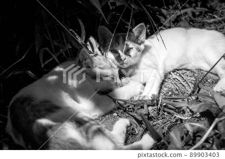 小貓的冒險 小貓的冒險 89903403