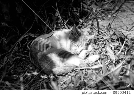 小貓的冒險 89903411