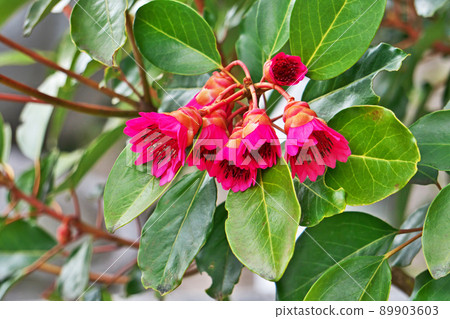 Red rhododendron flower (spring, March) 89903603