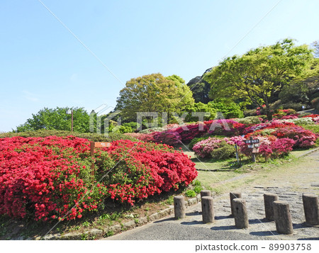 Kurume Forest Tsutsuji Park, a popular tourist spot in Kurume City, Fukuoka Prefecture, with abundant nature 89903758