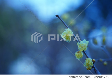 Rubai of early spring 89903759