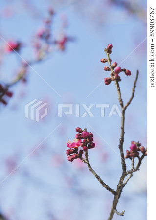 藍天紅梅 藍天紅梅 89903767