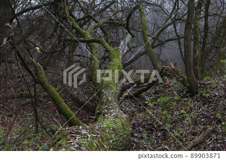 Fallen big tree in moss in autumn forest Fallen big tree in moss in autumn forest 89903871
