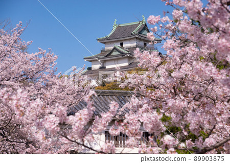 Cherry blossoms in full bloom and Wakayama Castle castle tower Wakayama City, Wakayama Prefecture 89903875