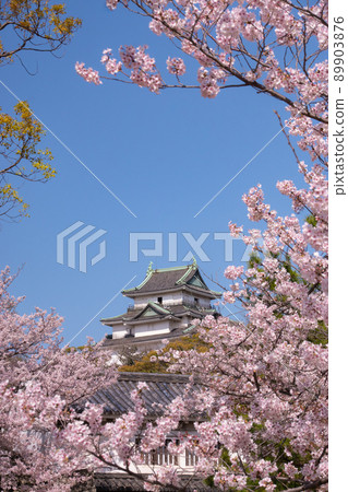 盛開的櫻花和和歌山縣和歌山市的和歌山城天守閣 89903876