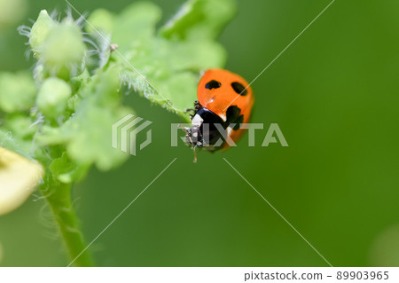 Nana Hoshi Tentou Nana Hoshi Tentou 89903965