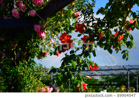 park, garden, rose 89904047