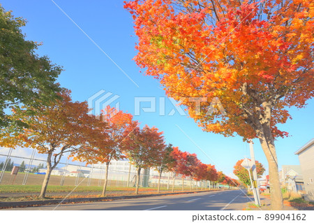 Autumn leaves of Hokkaido Autumn leaves of Hokkaido 89904162