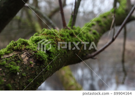 Moss covered tree close up Moss covered tree close up 89904164