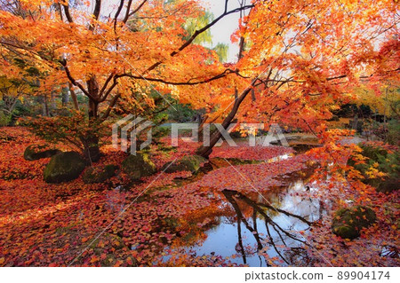 Autumn leaves in Manabe Garden Autumn leaves in Manabe Garden 89904174