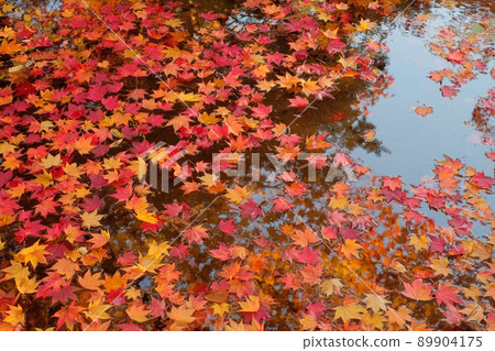 Autumn leaves in Manabe Garden Autumn leaves in Manabe Garden 89904175
