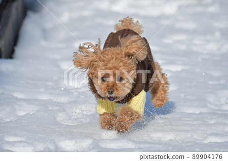 Running toy poodle Running toy poodle 89904176