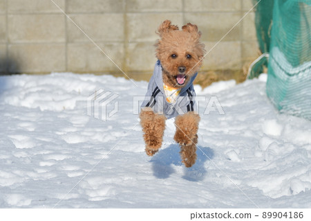 Running toy poodle Running toy poodle 89904186